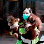 dela-mawar-bahagia-merawat-bayi-orangutan-kalimantan