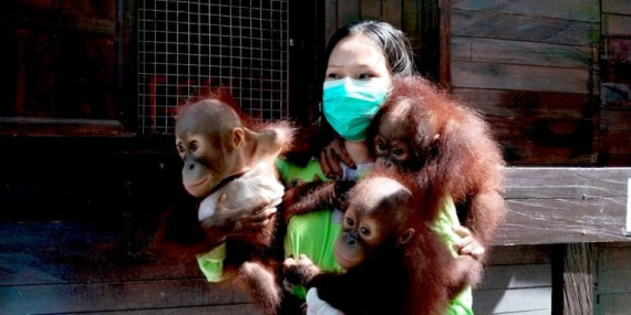 dela-mawar-bahagia-merawat-bayi-orangutan-kalimantan