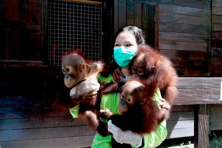 dela-mawar-bahagia-merawat-bayi-orangutan-kalimantan