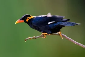 apa-yang-harus-dilakukan-saat-perburuan-burung-kicau-sumatra-meningkat