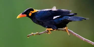 apa-yang-harus-dilakukan-saat-perburuan-burung-kicau-sumatra-meningkat