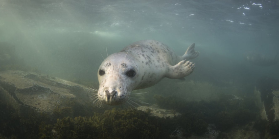 the-uk’s-ocean-health-report-card-is-damning,-and-protected-areas-aren’t-enough