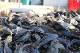 peneliti-brin-ungkap-strategi-pengendalian-populasi-ikan-sapu-sapu