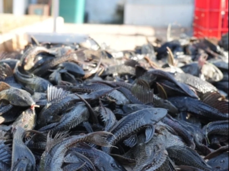 peneliti-brin-ungkap-strategi-pengendalian-populasi-ikan-sapu-sapu