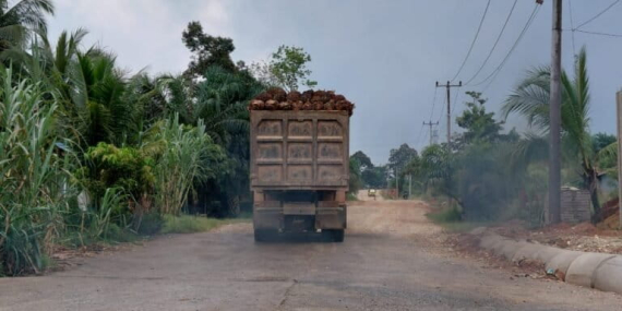 segel-satgas-tak-bendung-sawit-ilegal-tesso-nilo-terus-ngalir-ke-pabrik