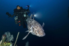 dinyatakan-punah-66-juta-tahun-silam,-ikan-purba-ini-ada-di-laut-indonesia