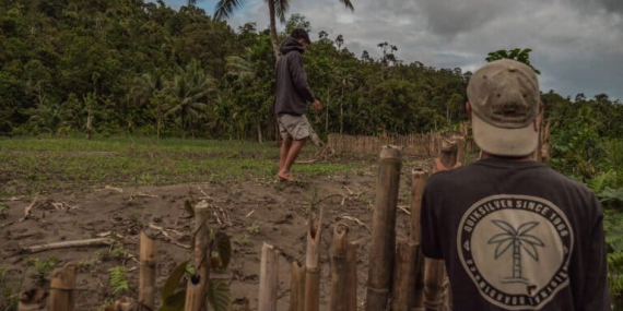 nasib-petani-ketika-program-tanam-jagung-masuk-mentawai