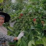 ikhtiar-perempuan-bengkulu-menyembuhkan-bumi