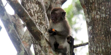 potensi-konflik-manusia-dengan-macaca-masih-ada,-mengapa?