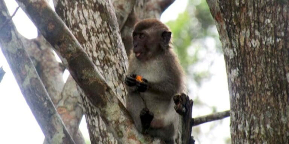 potensi-konflik-manusia-dengan-macaca-masih-ada,-mengapa?