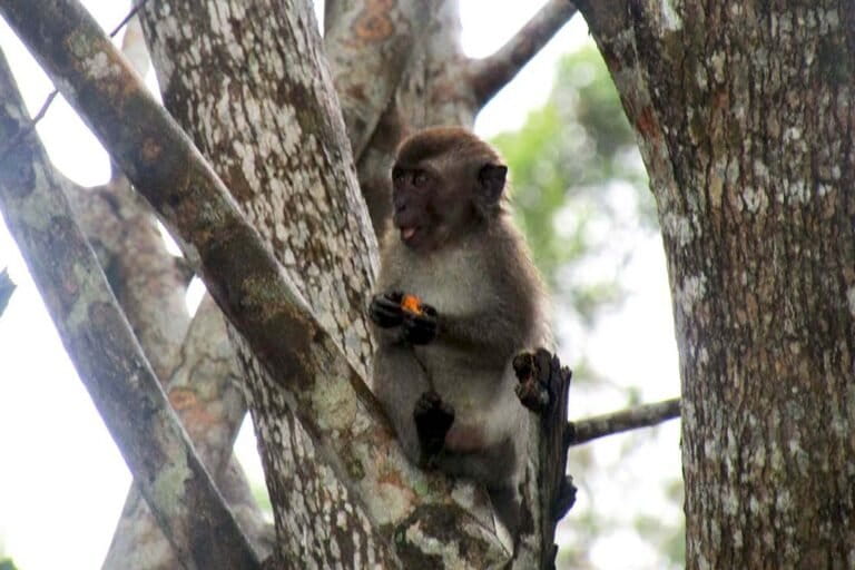 potensi-konflik-manusia-dengan-macaca-masih-ada,-mengapa?