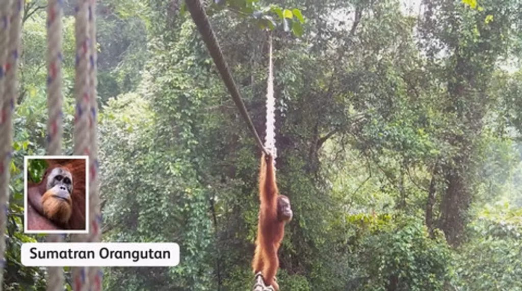 genetik-satwa-indonesia-terkikis-oleh-garis-putus-di-jantung-rimba