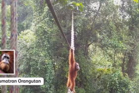 genetik-satwa-indonesia-terkikis-oleh-garis-putus-di-jantung-rimba