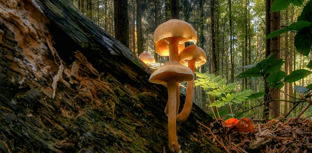 romy-ash’s-novel-imagines-the-next-pandemic-as-an-eerily-beautiful-mushroom-disease