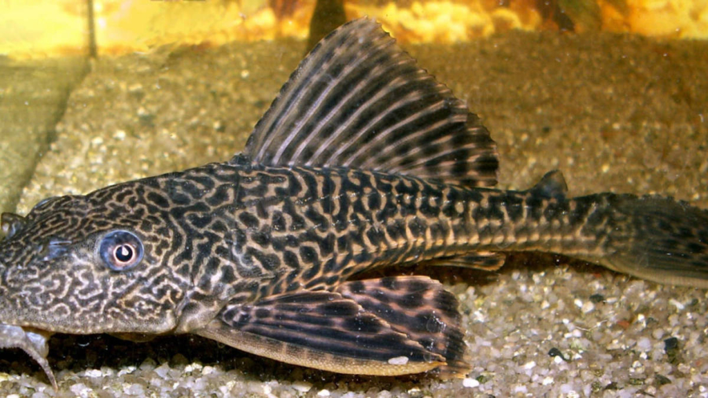 ikan-invasif-tak-hanya-sapu-sapu,-masih-ada-14-spesies-lainnya