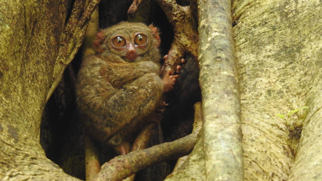 temuan-unik-tarsius-di-gorontalo,-diduga-hasil-persilangan-dua-spesies