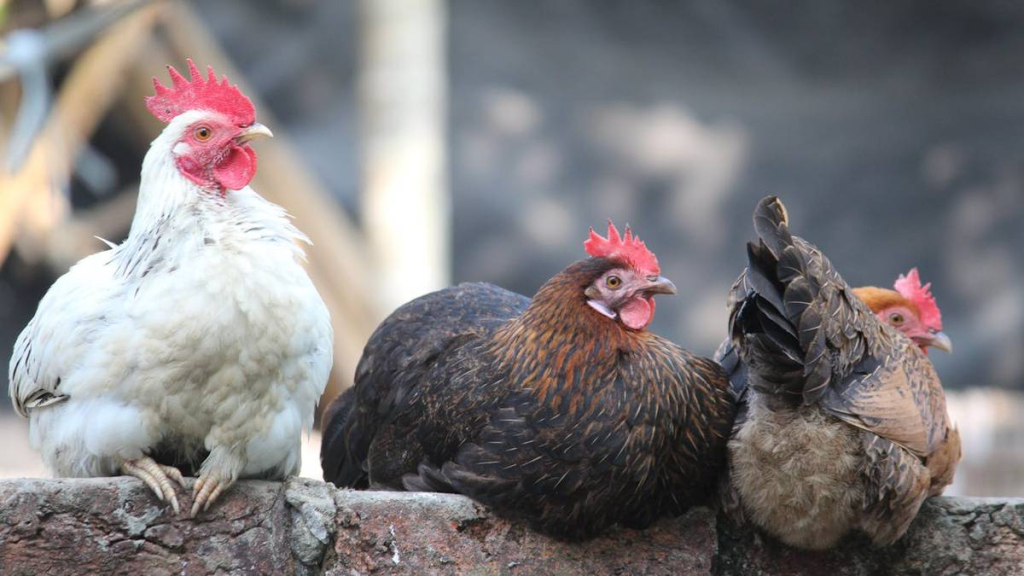 ayam-ayam-daun-jarak,-permainan-tradisional-dari-bengkulu-yang-memanfaatkan-alat-sederhana