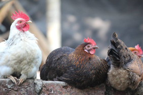ayam-ayam-daun-jarak,-permainan-tradisional-dari-bengkulu-yang-memanfaatkan-alat-sederhana