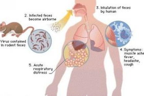 klaster-hantavirus-kapal-pesiar-berbendera-belanda-lintas-negara