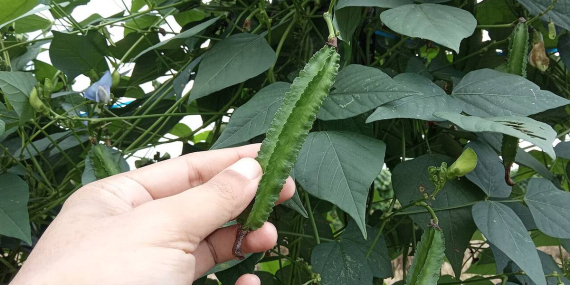 Bukan Sayur Biasa, BRIN Racik Biji Kecipir untuk Dongkrak Bobot Ikan Gurami