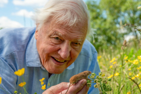 as-david-attenborough-turns-100,-four-experts-explore-his-legacy,-from-science-to-storytelling
