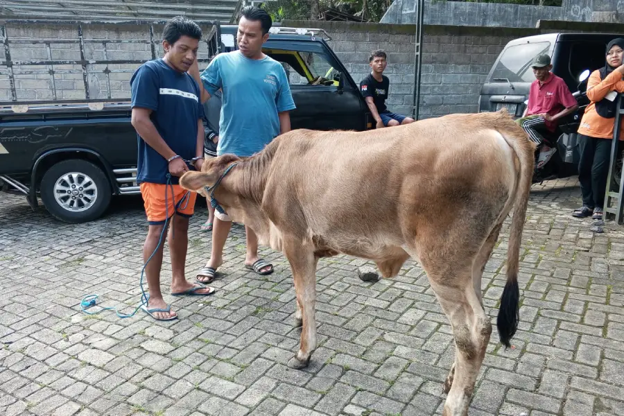 terlilit-utang,-pria-banyuwangi-nekat-curi-anak-sapi-tetangga-jelang-iduladha