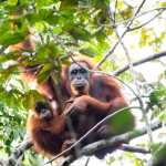 bagaimana-perlindungan-orangutan-tapanuli-pasca-bencana?