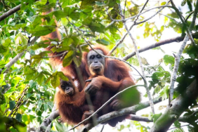 bagaimana-perlindungan-orangutan-tapanuli-pasca-bencana?