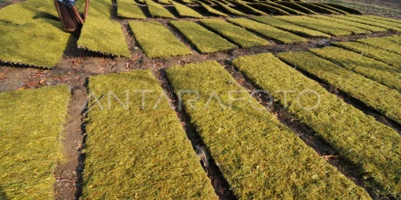 kawasan-ekonomi-khusus-tembakau-madura,-karpet-merah-bagi-industri-rokok