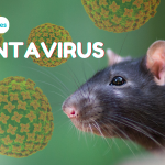 penjelasan-kementerian-kesehatan-ri-ihwal-hantavirus