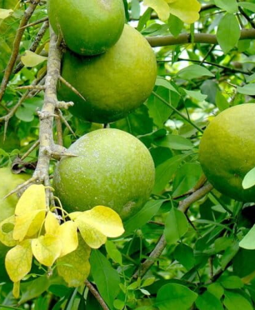 maja-dan-berenuk,-apakah-jenis-buah-yang-sama?