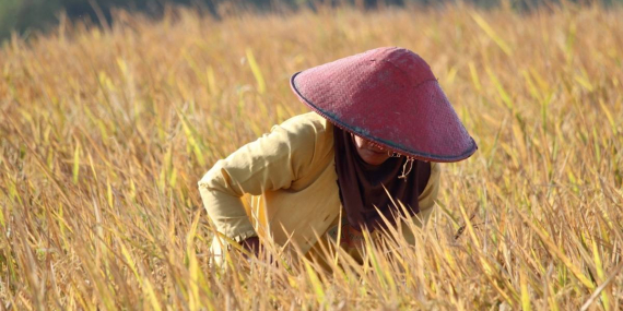 Mengenai Padi Iradiasi Nuklir, Disebut-sebut Bisa Genjot Ketahanan Pangan Nasional?