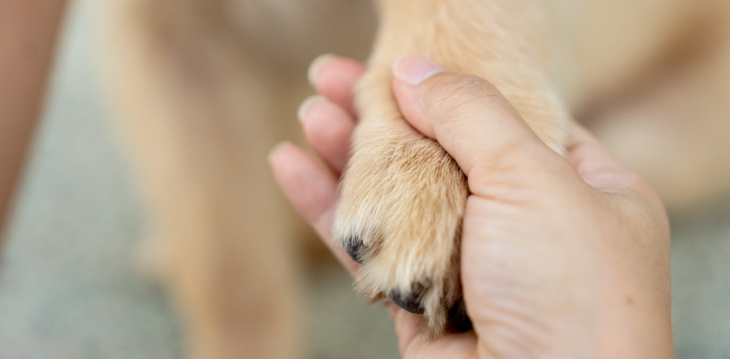 pet-loss-is-difficult-for-people-–-what-about-for-other-pets?