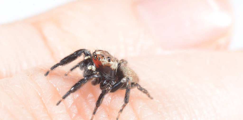 meet-the-mosquito-terminator-–-a-spider-that-likes-us-and-eats-our-enemies