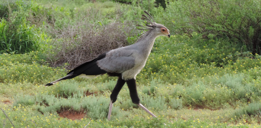 birds-of-prey-in-south-africa-are-in-trouble-–-a-study-analyses-data-from-16-years-of-road-counts
