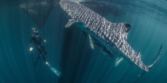 jejak-ikan-terbesar-di-dunia-yang-ada-di-laut-indonesia