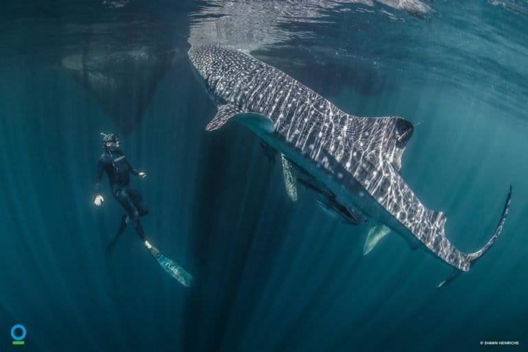 jejak-ikan-terbesar-di-dunia-yang-ada-di-laut-indonesia
