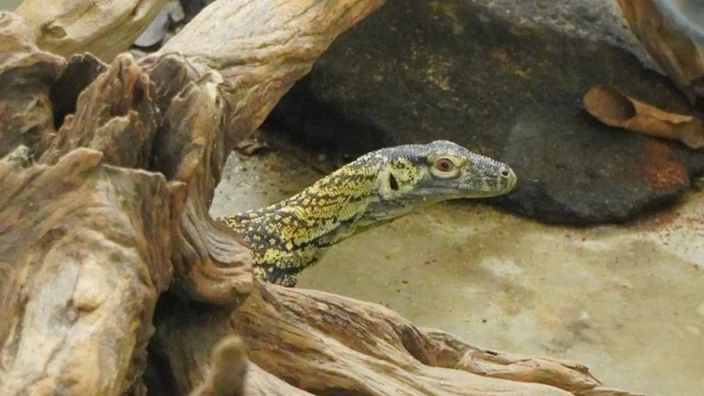 jagat-satwa-nusantara-dan-lembang-park-&-zoo-lakukan-pertukaran-komodo