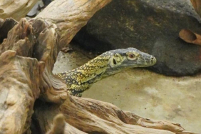 jagat-satwa-nusantara-dan-lembang-park-&-zoo-lakukan-pertukaran-komodo