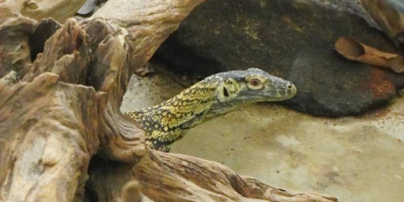 Jagat Satwa Nusantara dan Lembang Park & Zoo Lakukan Pertukaran Komodo