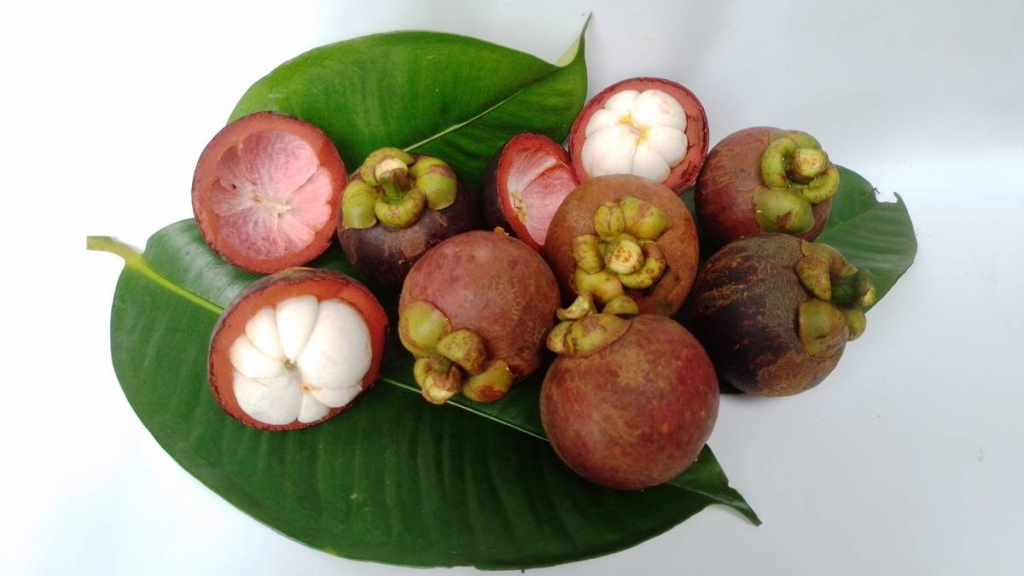 manggis-“the-queen-of-fruits”,-buah-tropis-asli-indonesia-yang-diburu-dunia