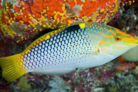 bintan-jadi-rumah-425-spesies-ikan-karang,-blud-dibentuk-buat-melindunginya