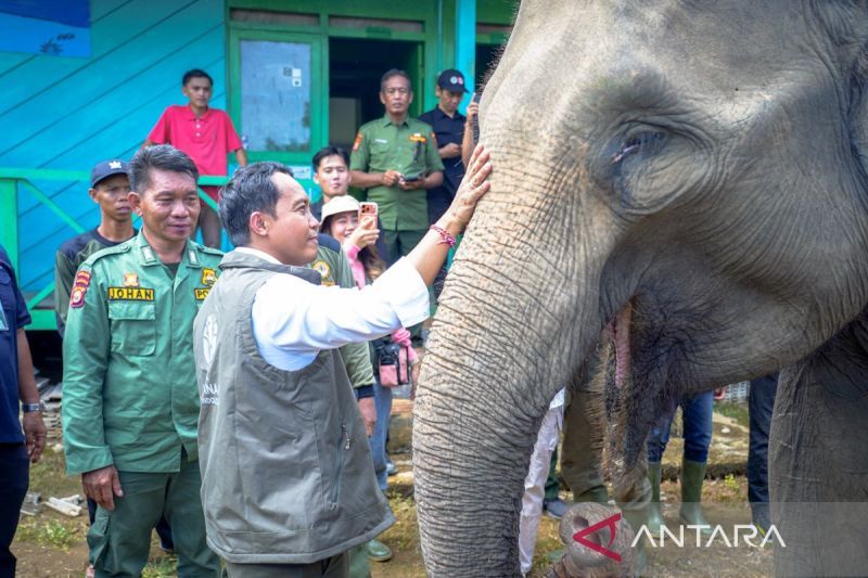 gunakan-drone,-bksda-temukan-ada-17-gajah-liar-di-bas-bengkulu