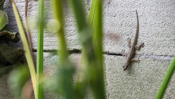 mengapa-cicak-sering-muncul-saat-musim-kemarau?-ini-penjelasan-ilmiahnya