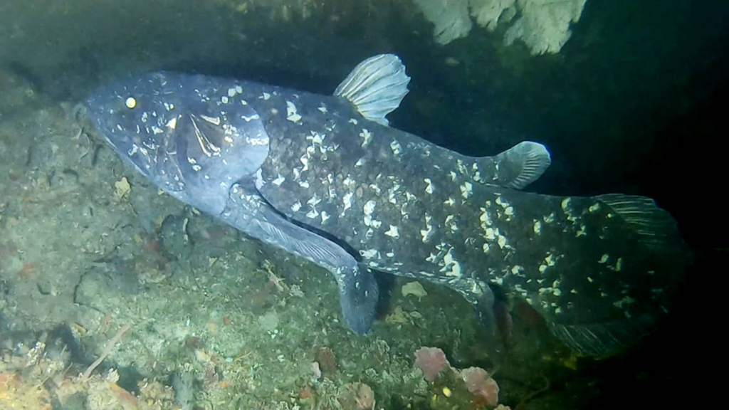 dikira-punah-66-juta-tahun-lalu,-ikan-purba-ini-masih-hidup-di-laut-indonesia!