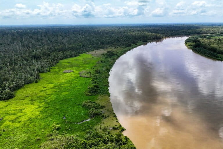 bukan-hanya-orangutan,-rawa-singkil-juga-habitat-burung-liar