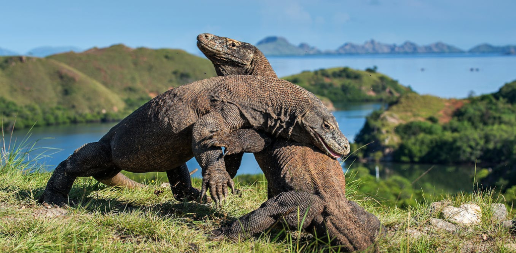 komodo-bakal-‘dipinjamkan’-ke-jepang,-menakar-risiko-satwa-endemik-jadi-‘alat-diplomasi’