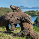 komodo-bakal-‘dipinjamkan’-ke-jepang,-menakar-risiko-satwa-endemik-jadi-‘alat-diplomasi’