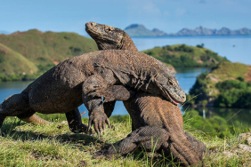 komodo-bakal-‘dipinjamkan’-ke-jepang,-menakar-risiko-satwa-endemik-jadi-‘alat-diplomasi’