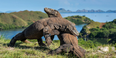 komodo-bakal-‘dipinjamkan’-ke-jepang,-menakar-risiko-satwa-endemik-jadi-‘alat-diplomasi’